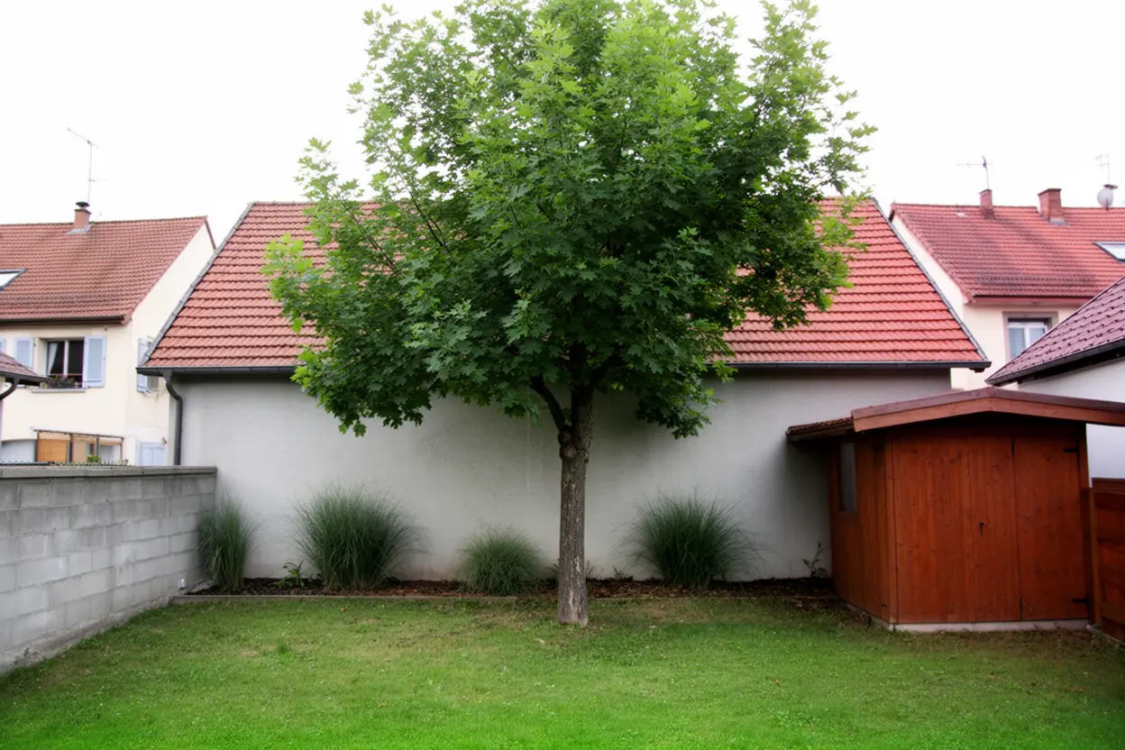 Arbre incliné avant abattage contrôlé à Ingersheim