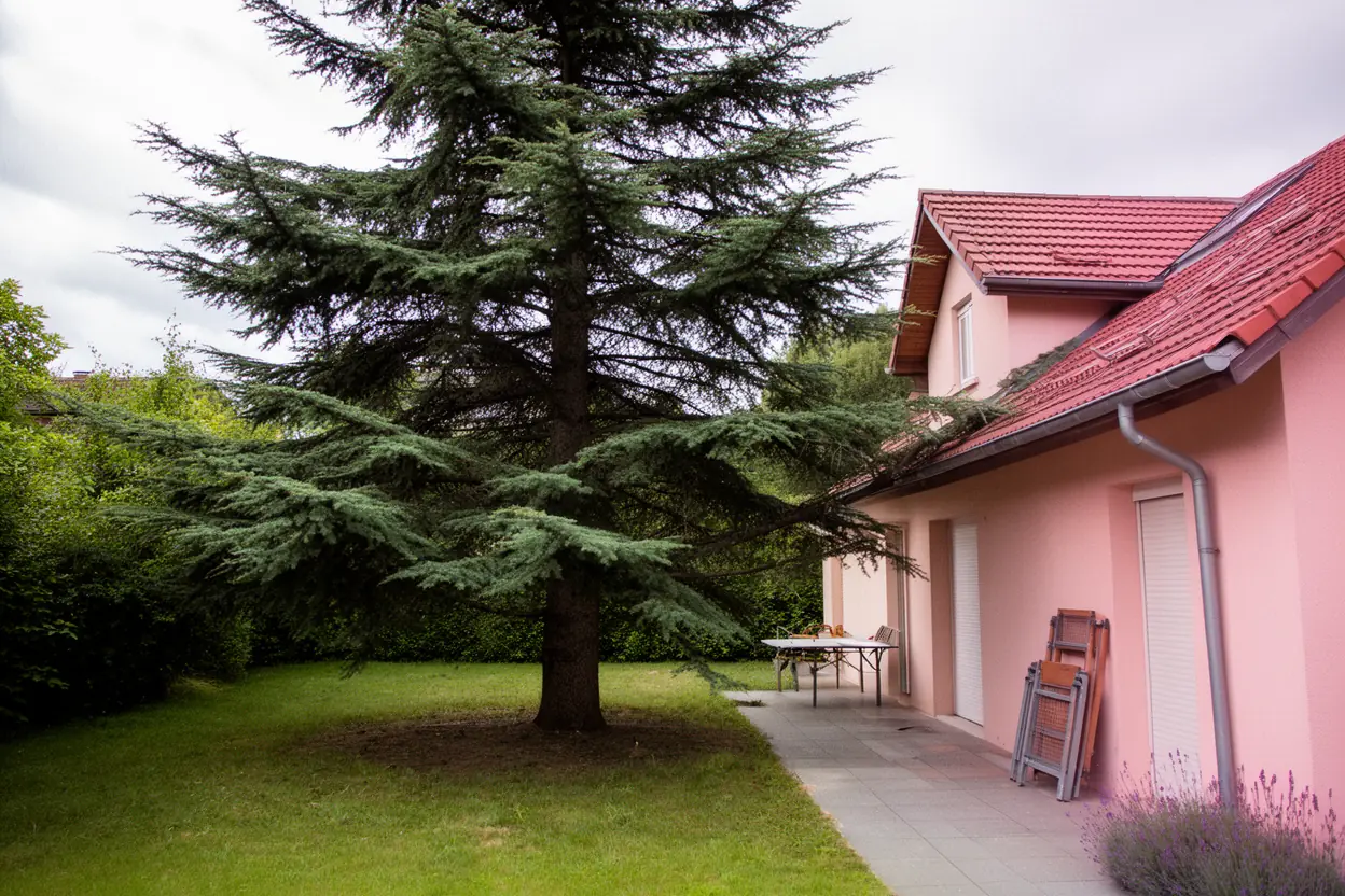 Cèdre de Wintzenheim avant dégagement de toiture