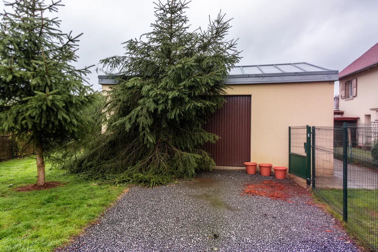 Épicéa penché devant un garage à Houssen