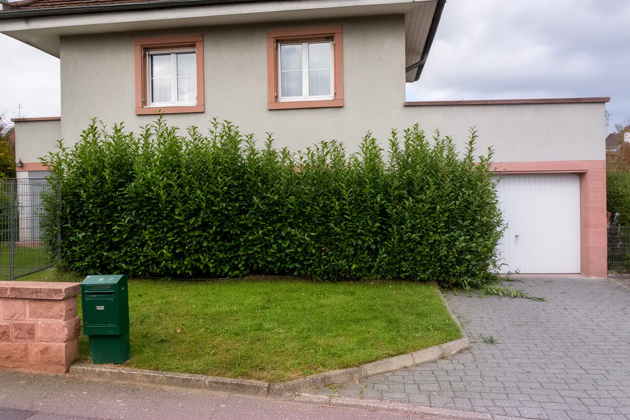 Haie de charme irrégulière avant taille à Wintzenheim